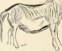 An illustration from Men of the old stone age : their environment, life and art (1915)
