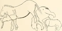 An illustration from Men of the old stone age : their environment, life and art (1915)