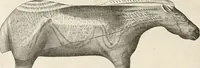 Picture 250 of 278 from Men of the old stone age : their environment, life and art (1915), leaf 467