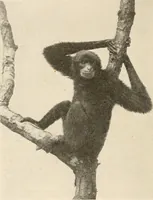 An illustration from Men of the old stone age : their environment, life and art (1915)