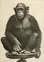 Picture 17 of 278 from Men of the old stone age : their environment, life and art (1915), leaf 86
