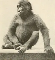 An illustration from Men of the old stone age : their environment, life and art (1915)