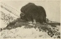 Picture 23 of 278 from Men of the old stone age : their environment, life and art (1915), leaf 99