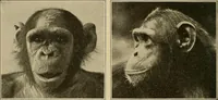 Picture 35 of 268 from Men of the old stone age, their environment, life and art (1915), leaf 113