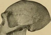 Picture 36 of 268 from Men of the old stone age, their environment, life and art (1915), leaf 114