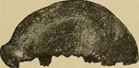 Picture 107 of 268 from Men of the old stone age, their environment, life and art (1915), leaf 252