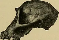 Picture 114 of 268 from Men of the old stone age, their environment, life and art (1915), leaf 262