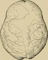 Picture 119 of 268 from Men of the old stone age, their environment, life and art (1915), leaf 271
