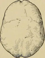Picture 120 of 268 from Men of the old stone age, their environment, life and art (1915), leaf 271