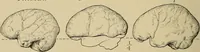 Picture 122 of 268 from Men of the old stone age, their environment, life and art (1915), leaf 271