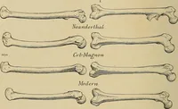 Picture 124 of 268 from Men of the old stone age, their environment, life and art (1915), leaf 275
