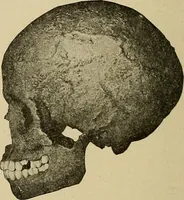 Picture 138 of 268 from Men of the old stone age, their environment, life and art (1915), leaf 303