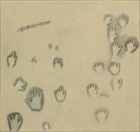 Picture 168 of 268 from Men of the old stone age, their environment, life and art (1915), leaf 360