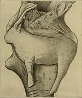 Picture 183 of 268 from Men of the old stone age, their environment, life and art (1915), leaf 392