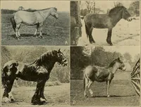 Picture 188 of 268 from Men of the old stone age, their environment, life and art (1915), leaf 404