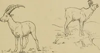 Picture 190 of 268 from Men of the old stone age, their environment, life and art (1915), leaf 408