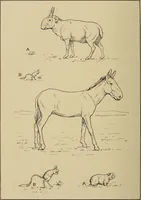 Picture 192 of 268 from Men of the old stone age, their environment, life and art (1915), leaf 411
