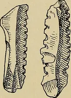 An illustration from Men of the old stone age, their environment, life and art (1915)