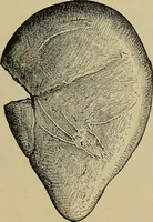 Picture 208 of 268 from Men of the old stone age, their environment, life and art (1915), leaf 438