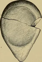 Picture 209 of 268 from Men of the old stone age, their environment, life and art (1915), leaf 438