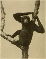 Picture 19 of 268 from Men of the old stone age, their environment, life and art (1915), leaf 85