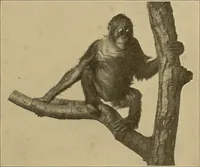 Picture 20 of 268 from Men of the old stone age, their environment, life and art (1915), leaf 86