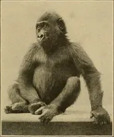 Picture 23 of 268 from Men of the old stone age, their environment, life and art (1915), leaf 90
