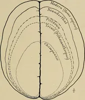 An illustration from Men of the old stone age, their environment, life and art (1918)