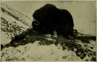 An illustration from Men of the old stone age, their environment, life and art (1918)