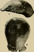 Picture 32 of 282 from Men of the old stone age, their environment, life and art (1918), leaf 120