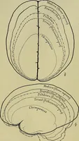 Picture 39 of 282 from Men of the old stone age, their environment, life and art (1918), leaf 127