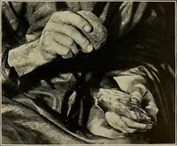 Picture 86 of 282 from Men of the old stone age, their environment, life and art (1918), leaf 212