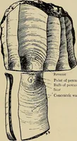 Picture 88 of 282 from Men of the old stone age, their environment, life and art (1918), leaf 214
