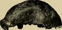 Picture 112 of 282 from Men of the old stone age, their environment, life and art (1918), leaf 260