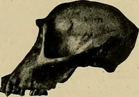 Picture 120 of 282 from Men of the old stone age, their environment, life and art (1918), leaf 270