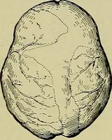 Picture 125 of 282 from Men of the old stone age, their environment, life and art (1918), leaf 279