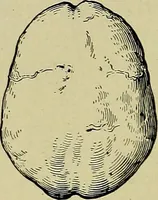 An illustration from Men of the old stone age, their environment, life and art (1918)