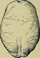 An illustration from Men of the old stone age, their environment, life and art (1918)