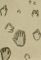 Picture 172 of 282 from Men of the old stone age, their environment, life and art (1918), leaf 368