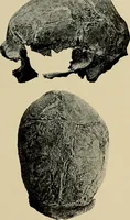 Picture 178 of 282 from Men of the old stone age, their environment, life and art (1918), leaf 378