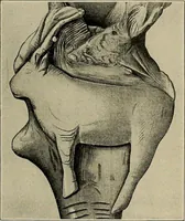Picture 188 of 282 from Men of the old stone age, their environment, life and art (1918), leaf 400