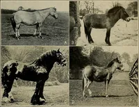 An illustration from Men of the old stone age, their environment, life and art (1918)