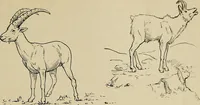 An illustration from Men of the old stone age, their environment, life and art (1918)