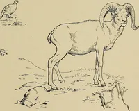 An illustration from Men of the old stone age, their environment, life and art (1918)