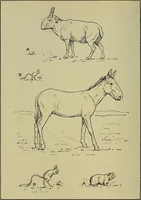 An illustration from Men of the old stone age, their environment, life and art (1918)