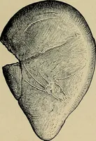 Picture 215 of 282 from Men of the old stone age, their environment, life and art (1918), leaf 446