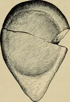 Picture 216 of 282 from Men of the old stone age, their environment, life and art (1918), leaf 446