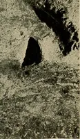 Picture 245 of 282 from Men of the old stone age, their environment, life and art (1918), leaf 478