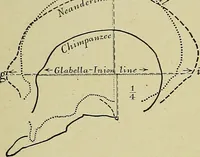 Picture 2 of 282 from Men of the old stone age, their environment, life and art (1918), leaf 49