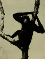 Picture 17 of 282 from Men of the old stone age, their environment, life and art (1918), leaf 93